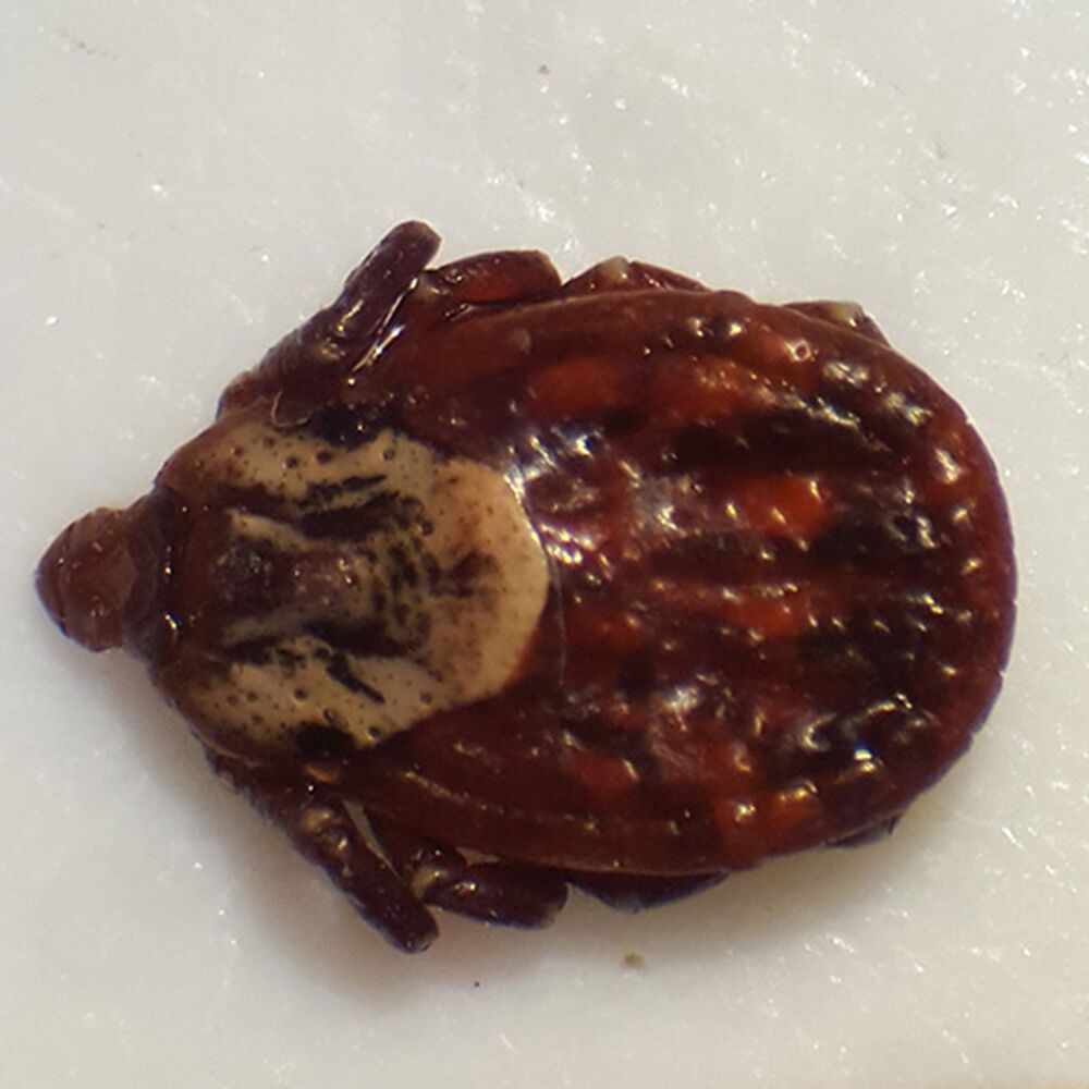 Tick Testing Maps & Statistics for Nova Scotia Lyme Disease Tick Testing