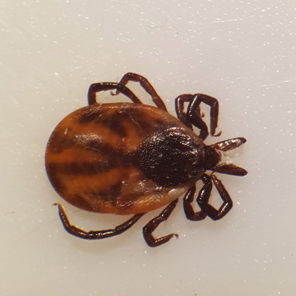 Tick Testing Maps & Statistics for Ontario in 2023 - Lyme Disease Tick ...