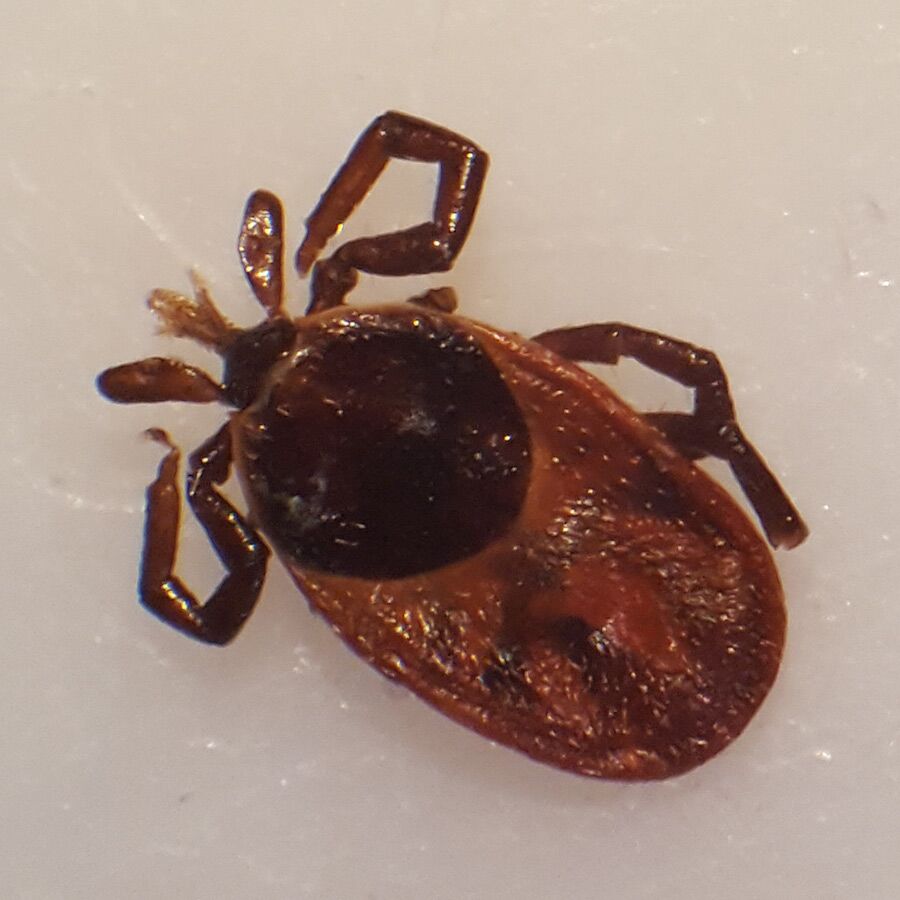 Tick Testing Maps & Statistics for Ontario in 2023 - Lyme Disease Tick ...